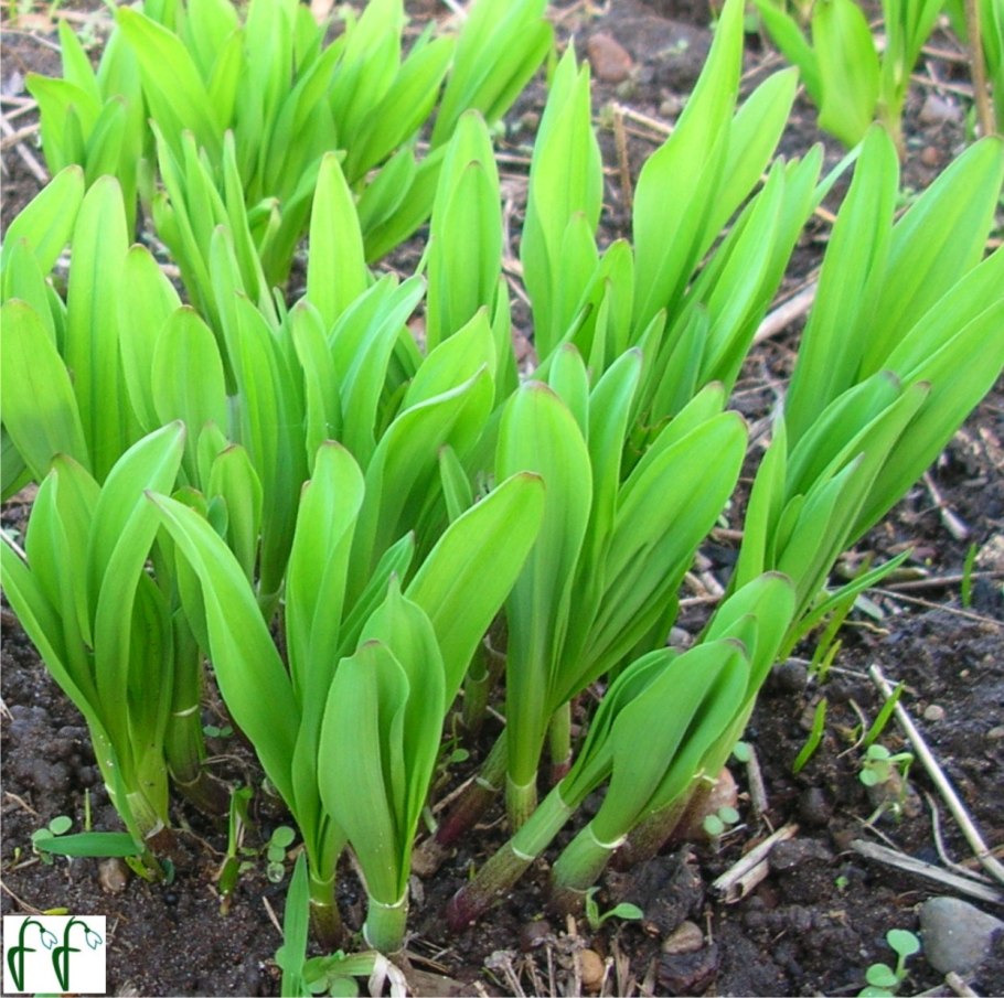 Лук аллиум Суворова