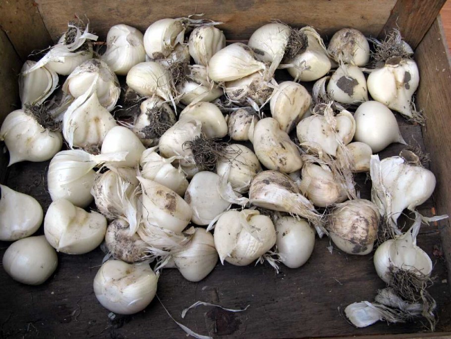 Лук-Анзур (горный лук)