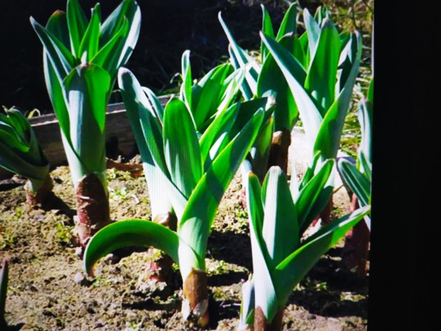 Анзур (лук горный афлатунский)