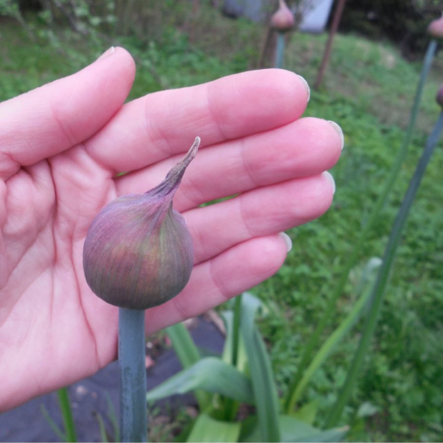 Анзур (лук горный афлатунский)