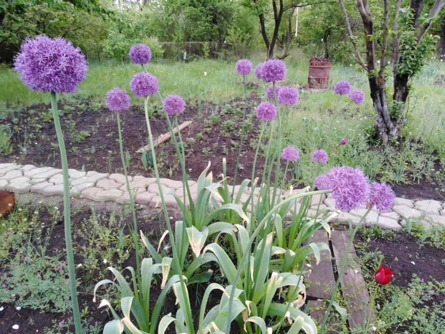 Многолетники Рокамболь