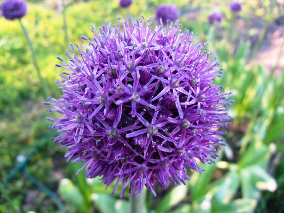 Лук Суворова Анзур