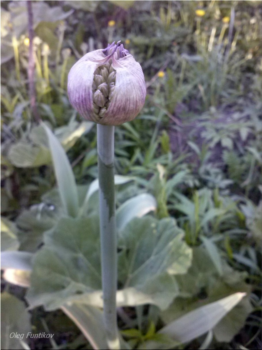 Суворовский чеснок-лук Анзур