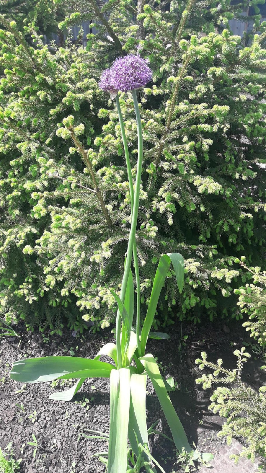 Лук афлатунский Анзур