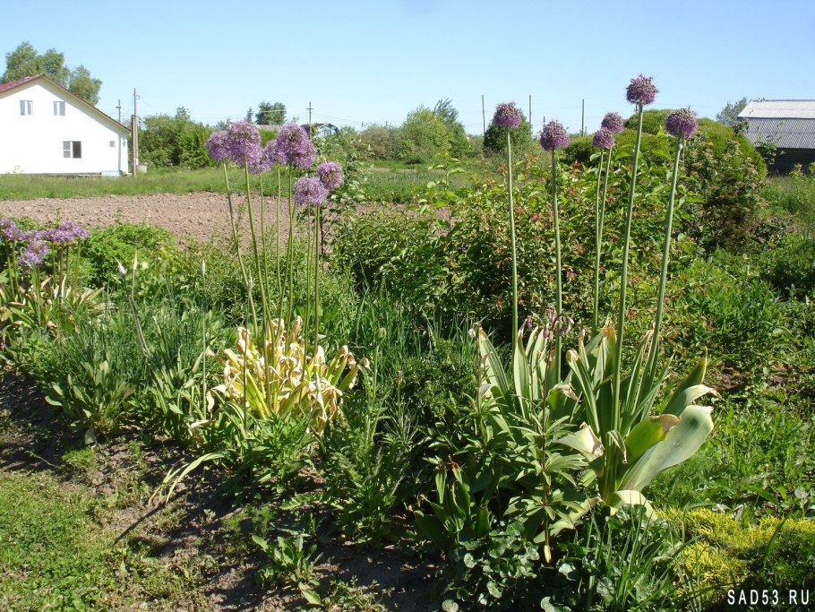 Лук Суворова Анзур