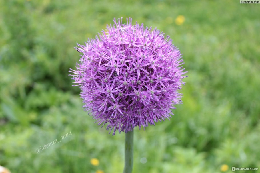 Аллиум рокамболь