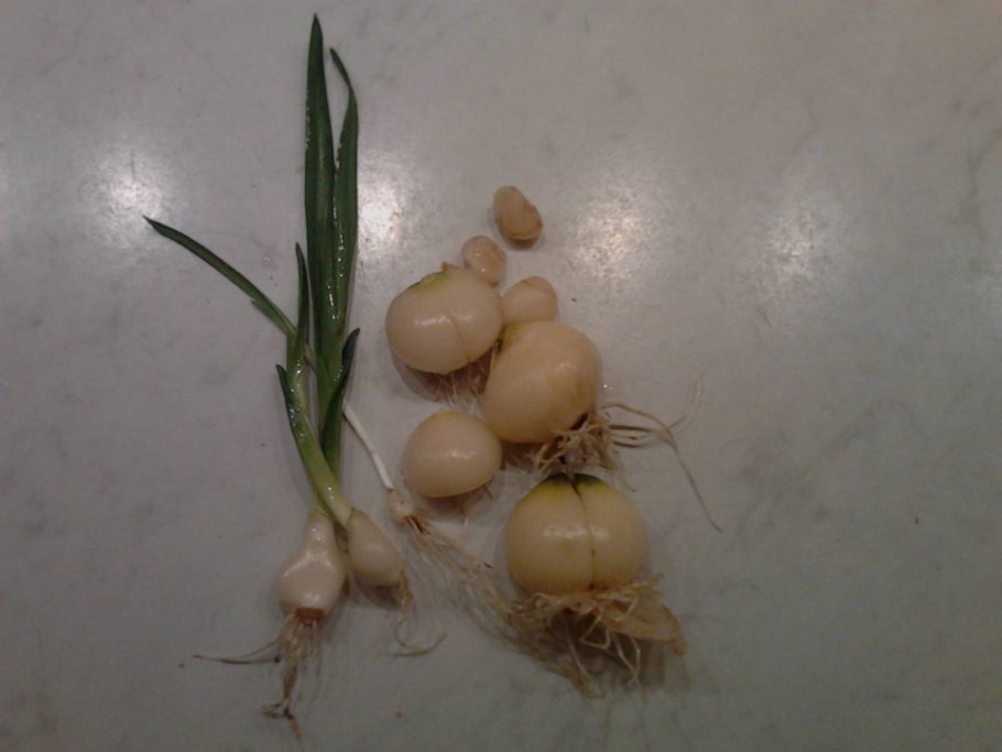 Christophii аллиум