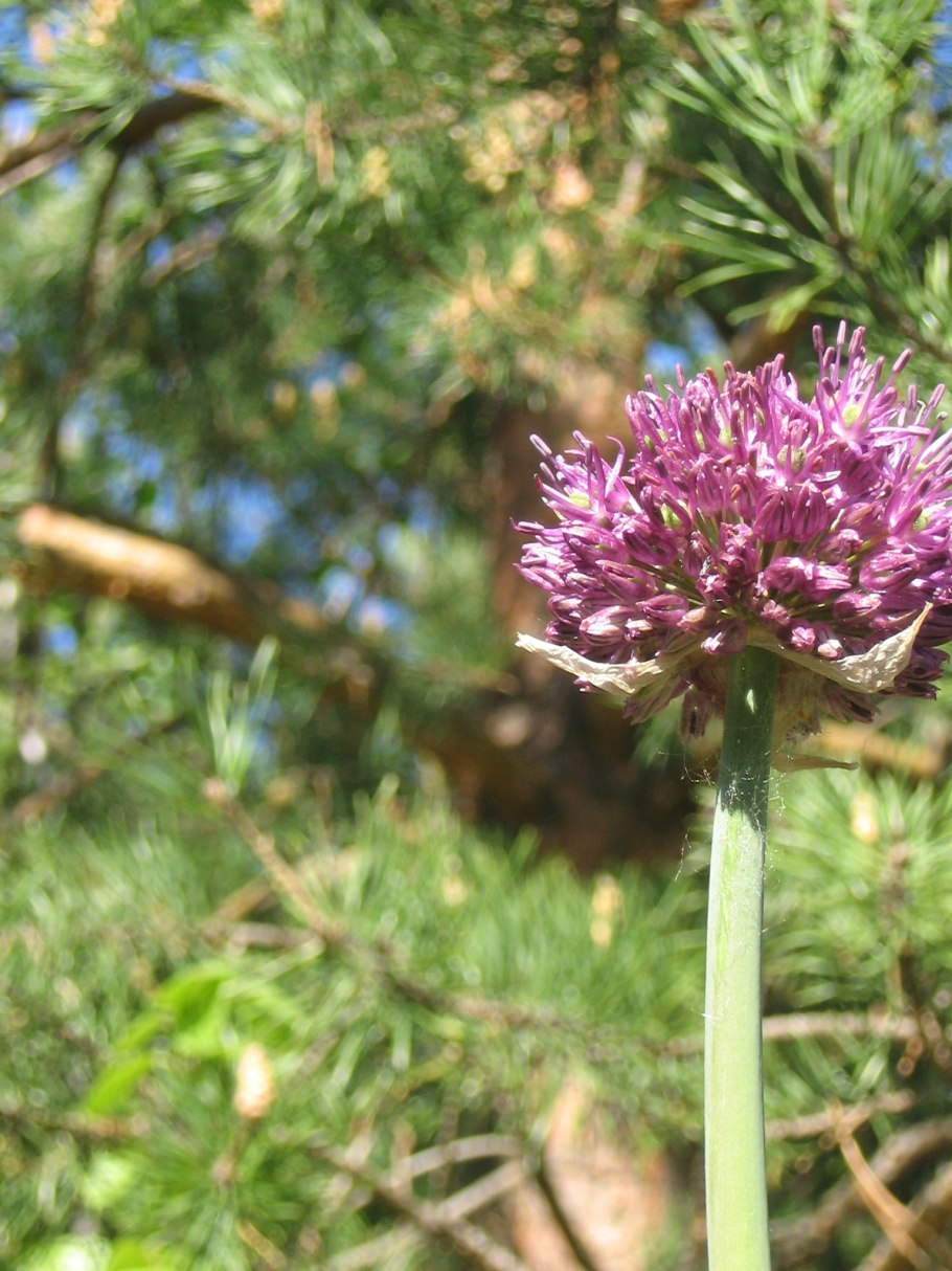 Лук Суворова Анзур