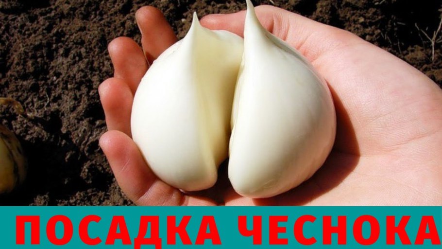 Лук афлатунский Анзур