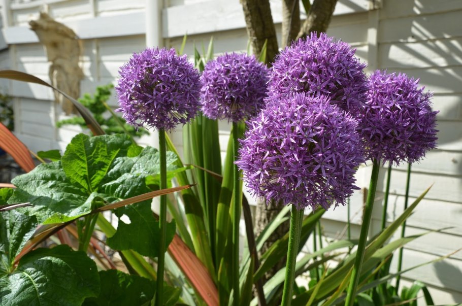 Лук Суворова Анзур