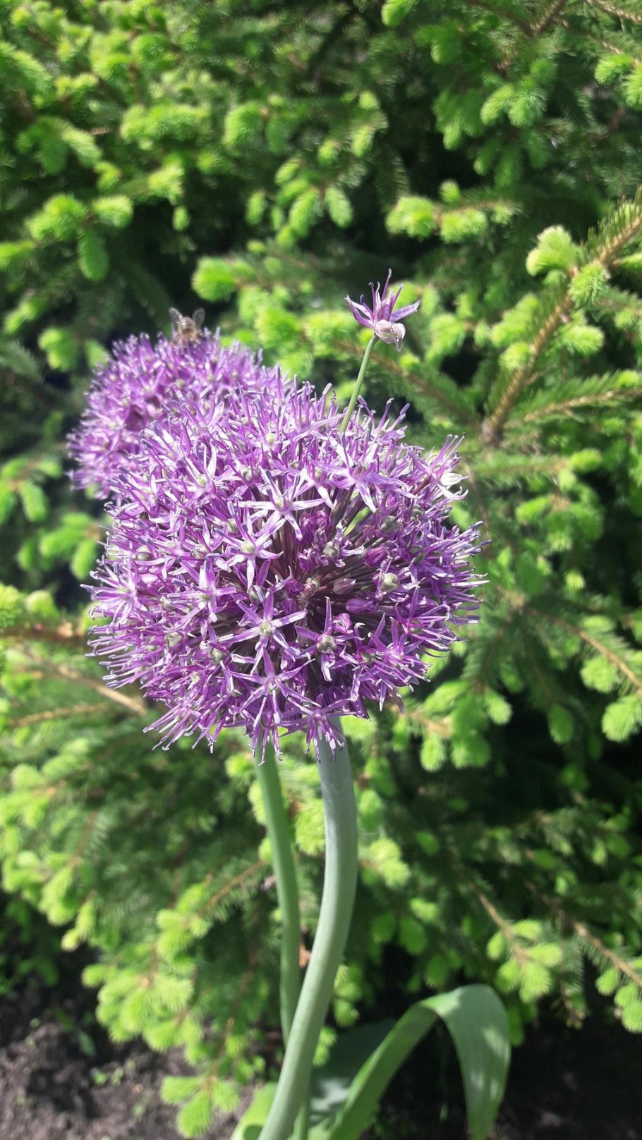 Рокамболь это лук Анзур?