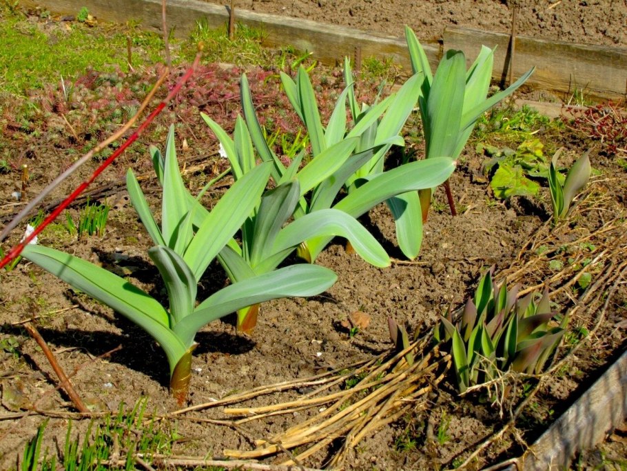 Жареный чеснок