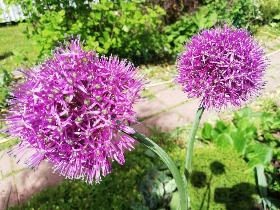 Лук Суворова Анзур