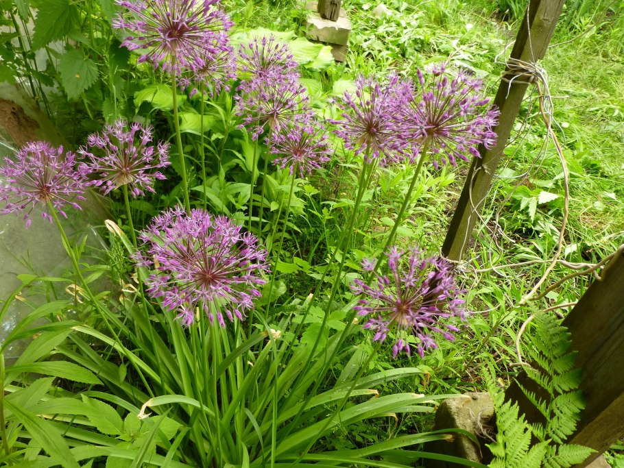 Аллиум афлатунский