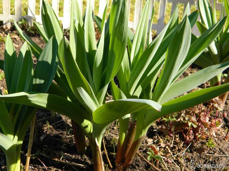 Анзур (лук горный афлатунский)