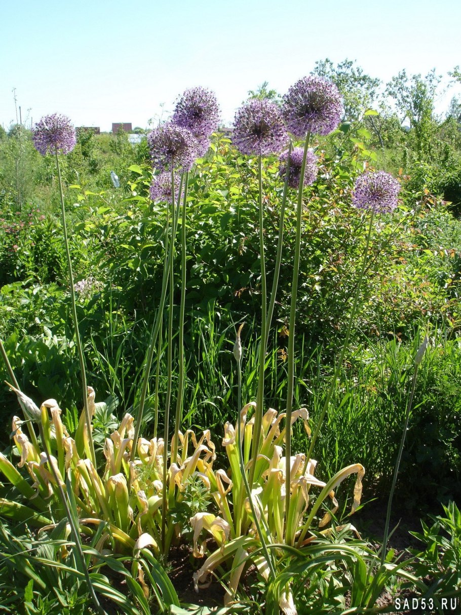 Лук Суворова Анзур