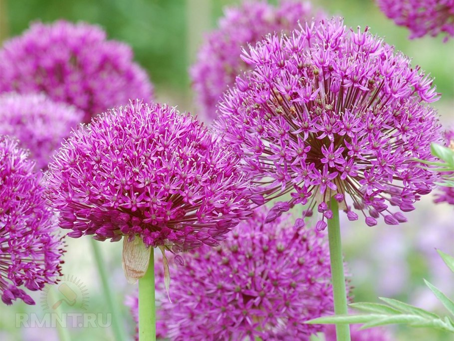 Лук Суворова Анзур