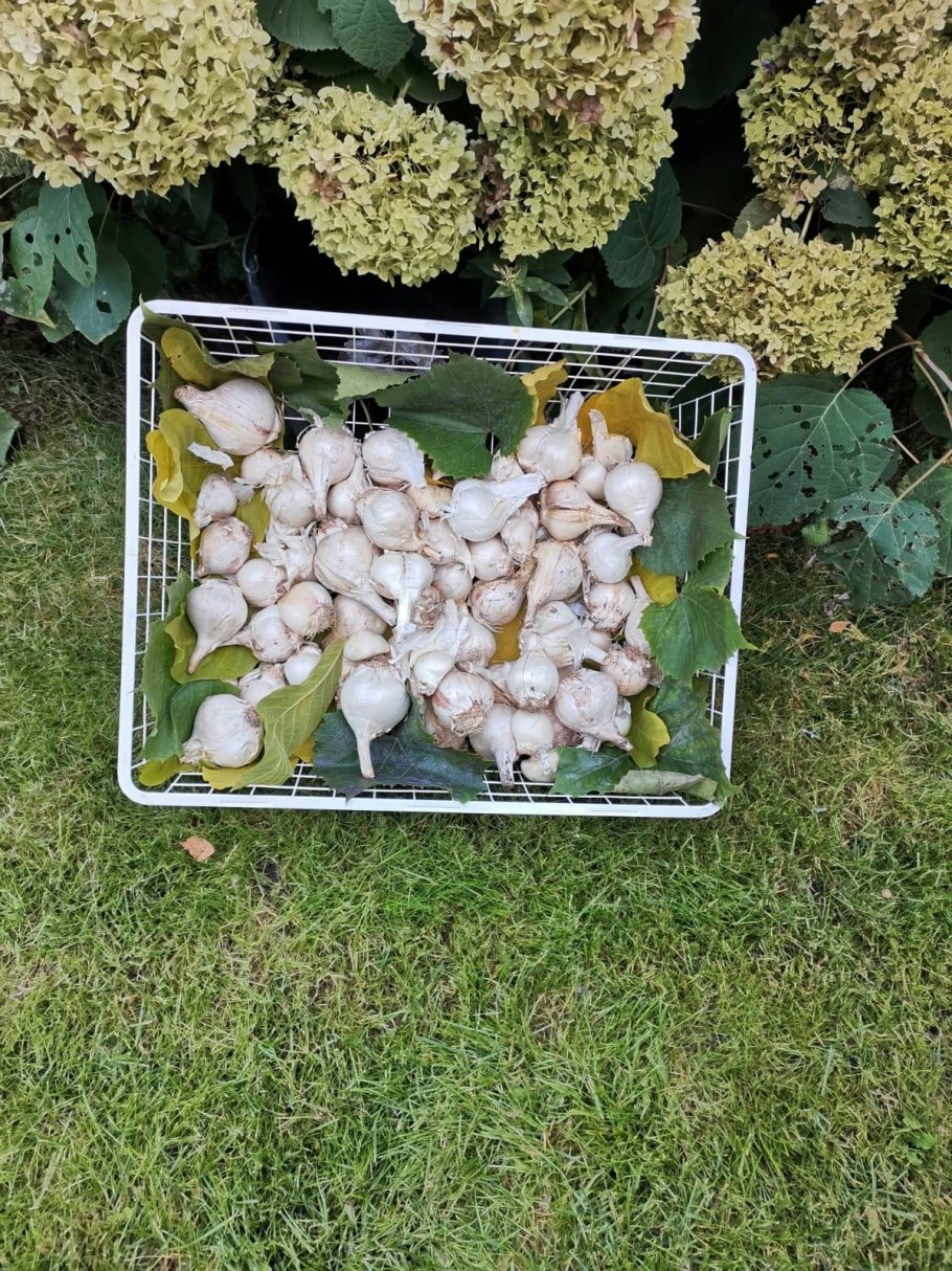 Лук-севок Сноуболл