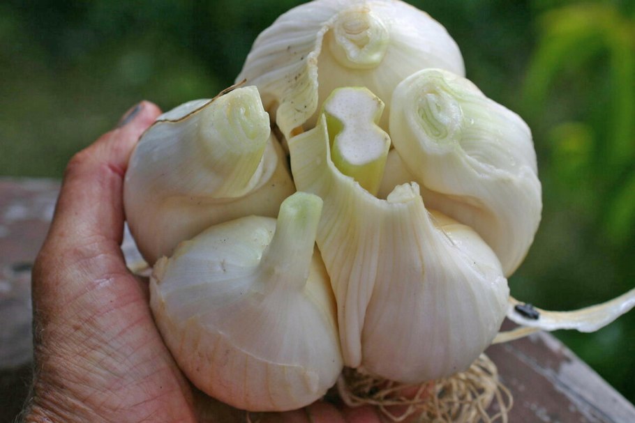 Лук красивенький - Allium bellulum Prokh.