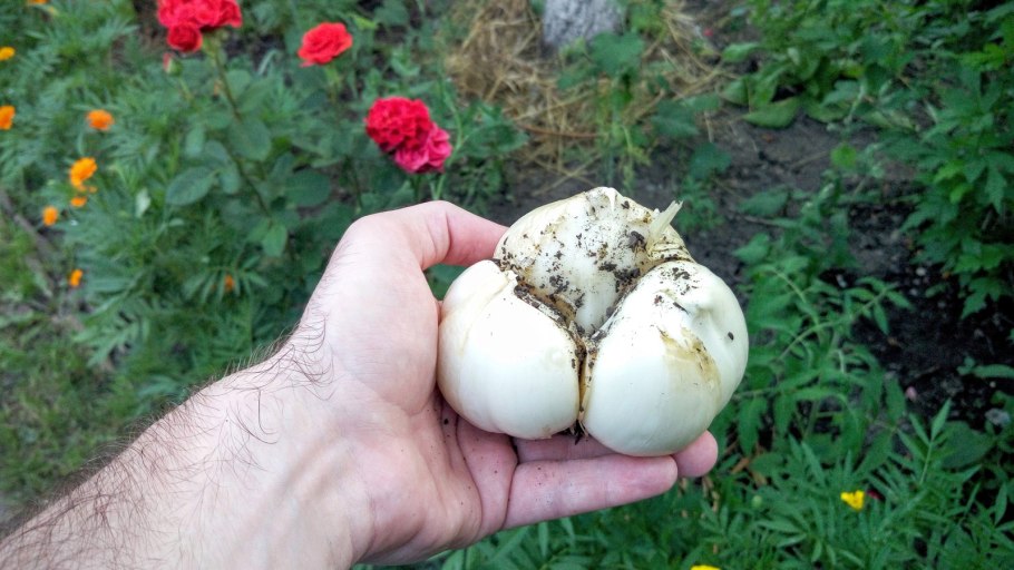 Лук Суворова Анзур