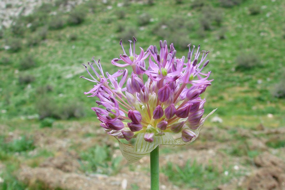 Аллиум афлатунский