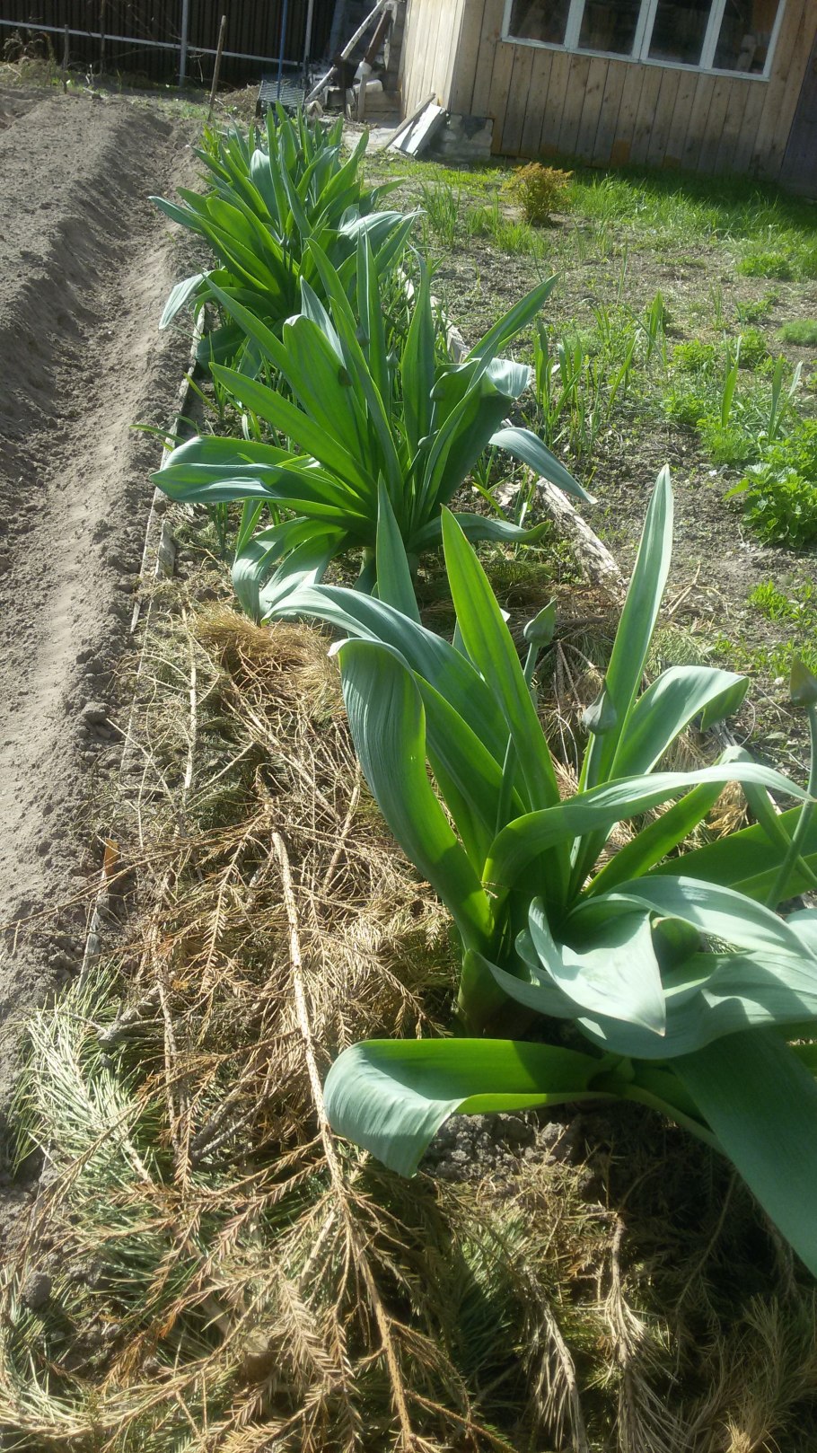 Аллиум афлатунский цветение