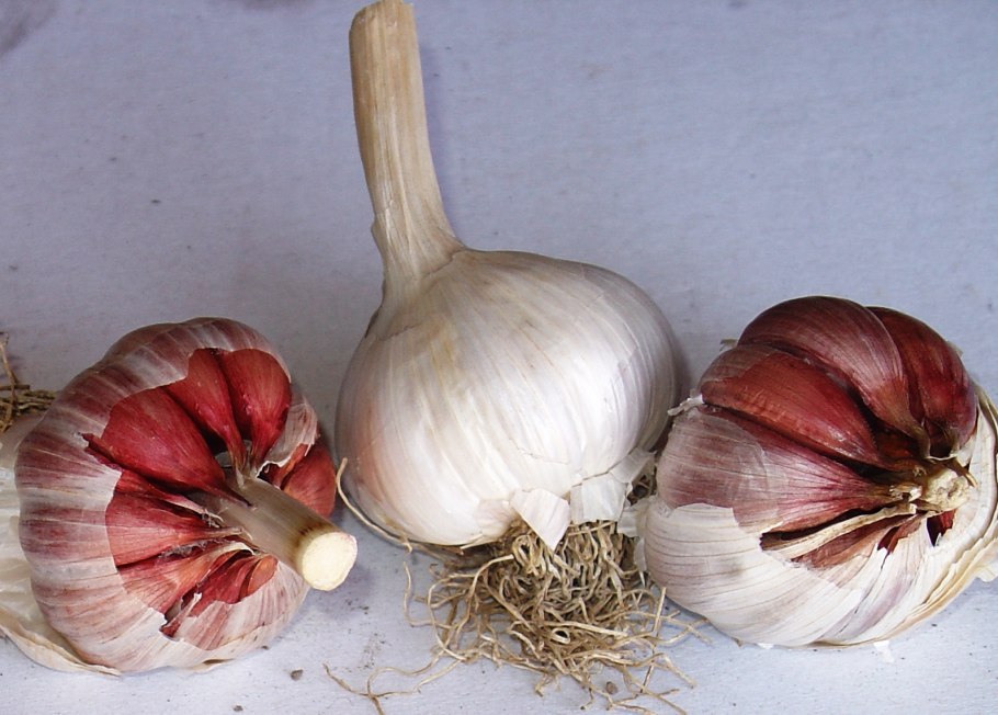 Лукочеснок рокамболь