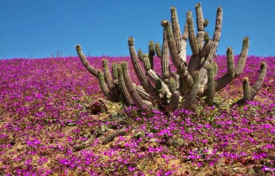 Цветущая пустыня Атакама, Чили