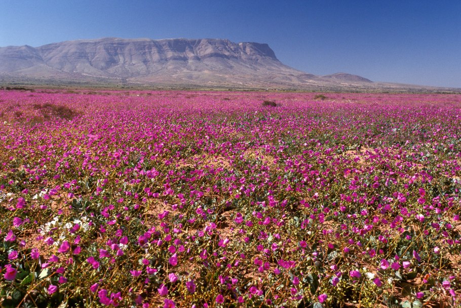 Пустыня Атакама зацвела