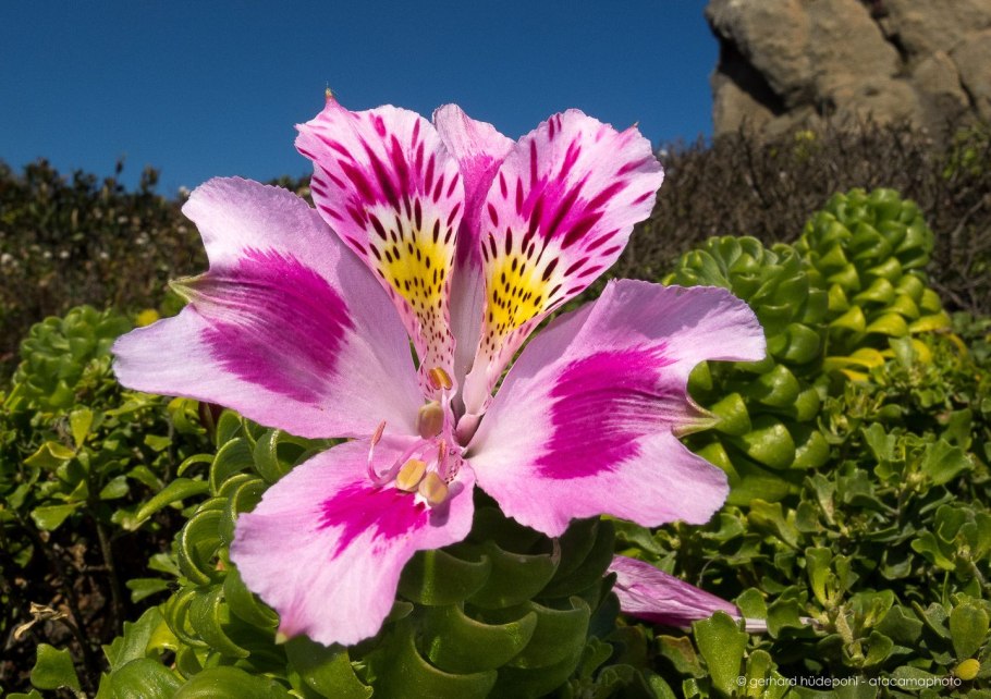 Alstroemeria Pelegrina