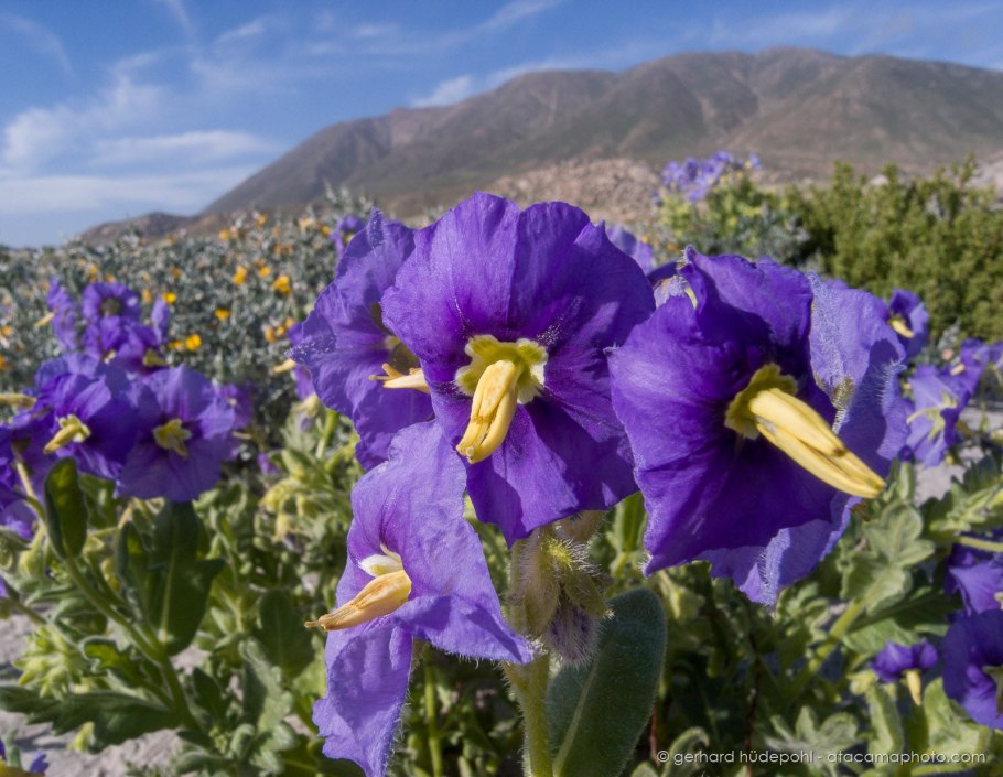 Флора Атакамы