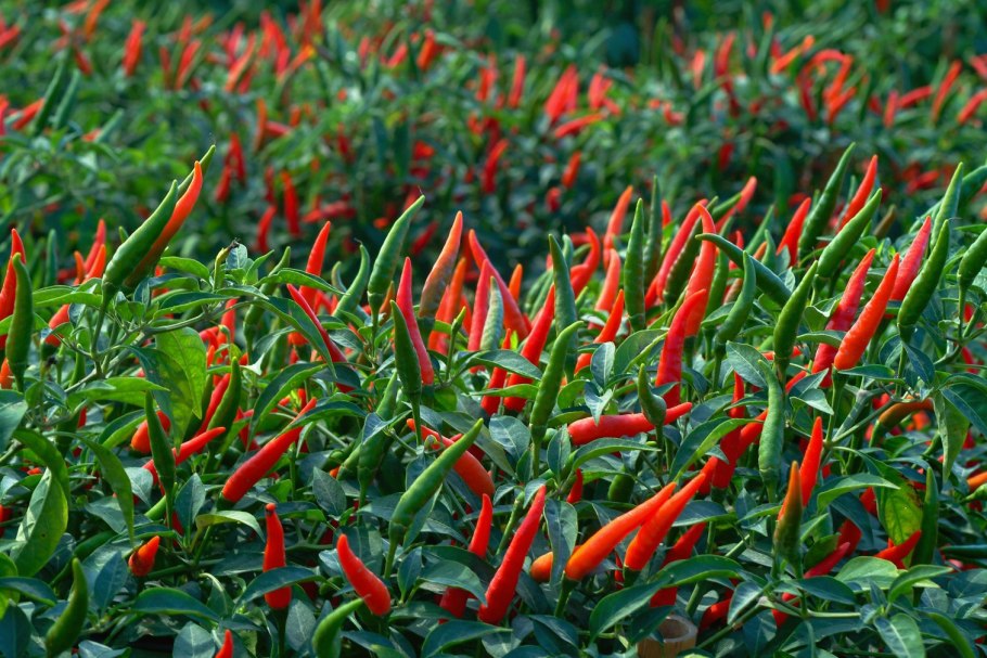 Перец красный острый стручковый