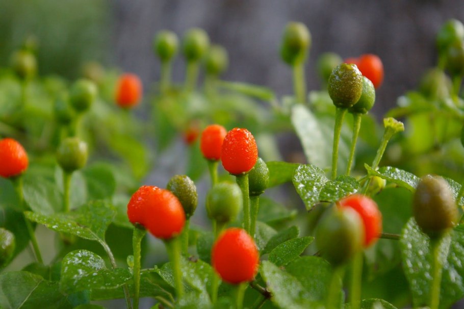 Орех Чилим фото