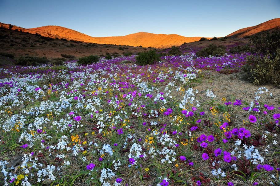 Цветущая пустыня. Пустыня Атакама, Чили