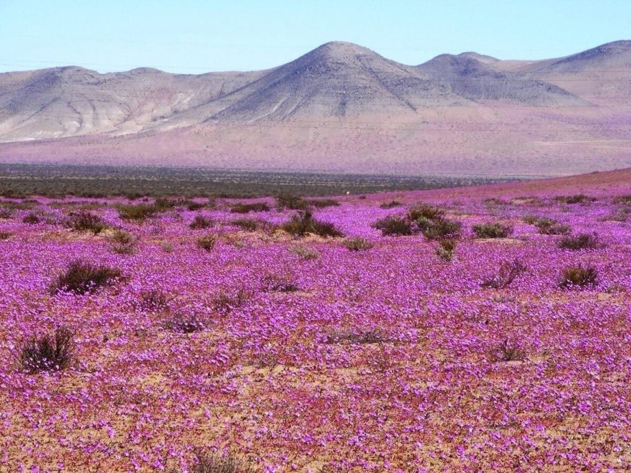 Чили пустыня Атакама