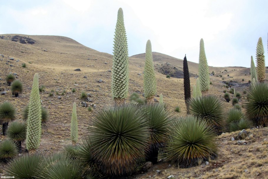 Цветущая пустыня Анза Боррего кактусы