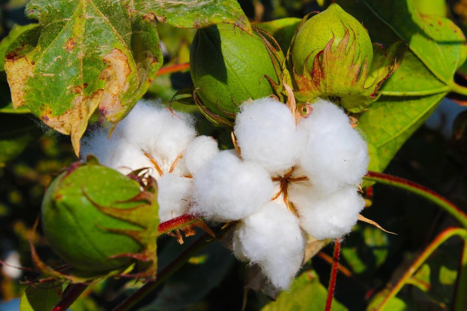Хлопчатник (Gossypium)