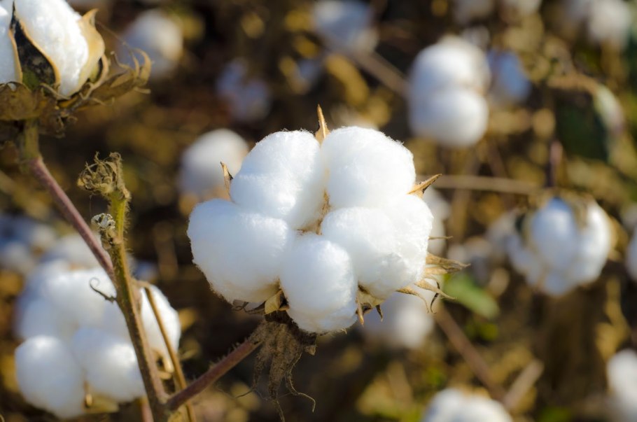 Хлопчатник (Gossypium)