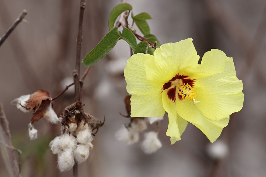 Хлопчатник (Gossypium)