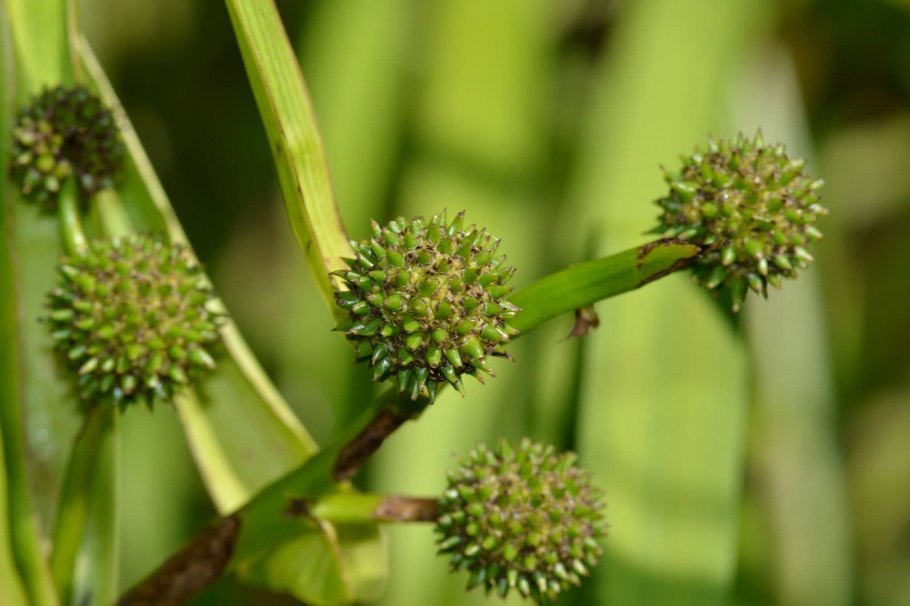Ежеголовник малый