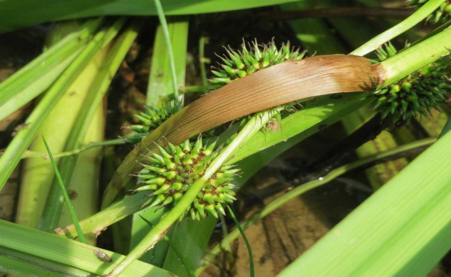 Ежеголовник злаковый