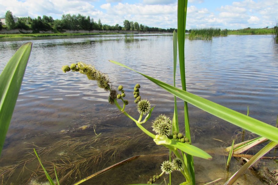 Ежеголовник обыкновенный
