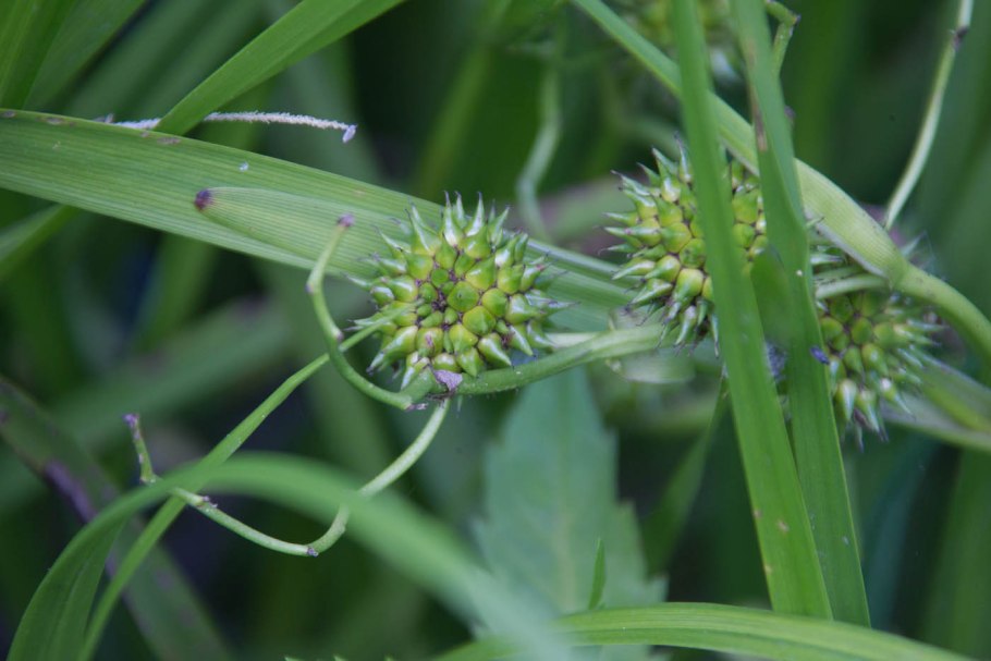 Ежеголовник злаковый