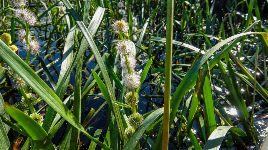 Ежеголовник всплывающий
