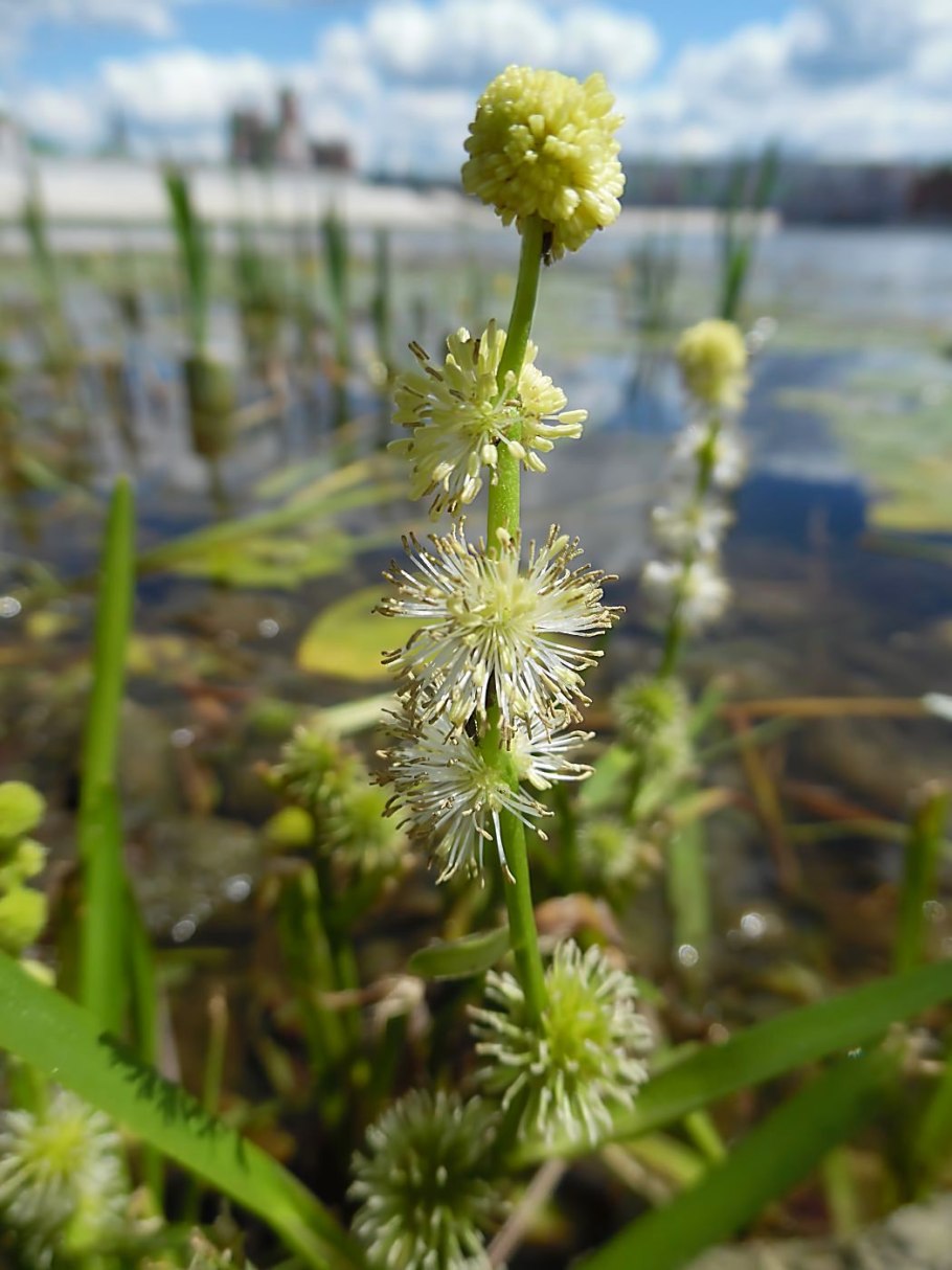 Ежеголовник злаковый