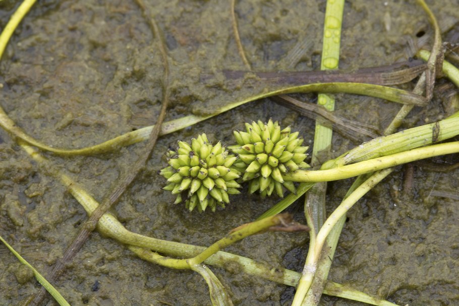 Ежеголовник злаковый Sparganium gramineum Georgi