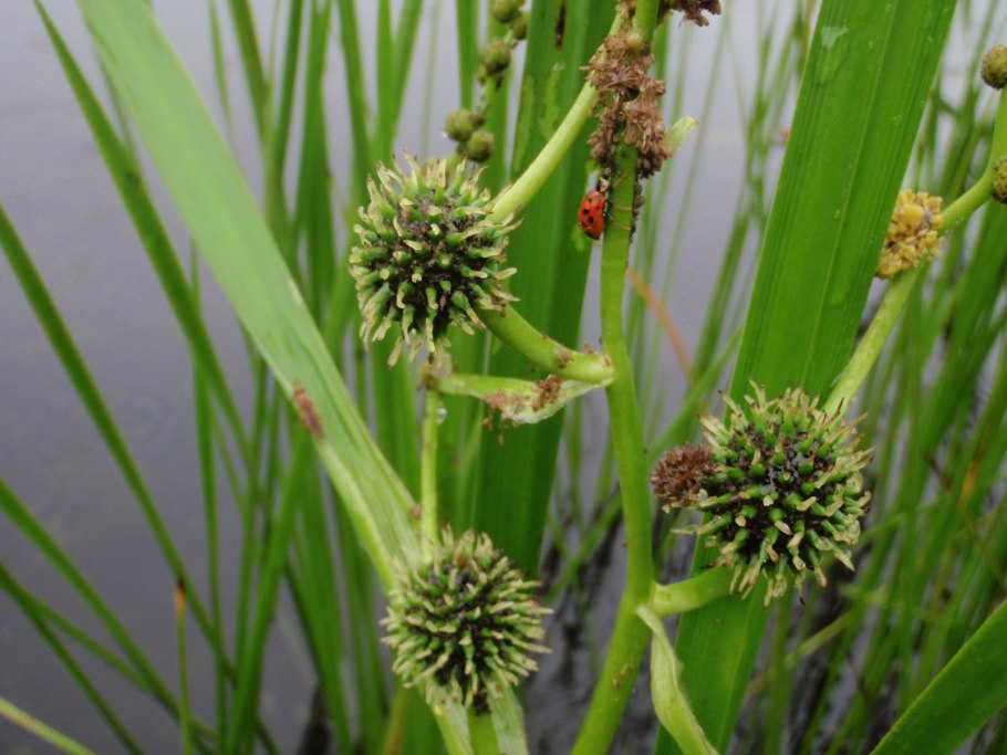 Ежеголовник прямой