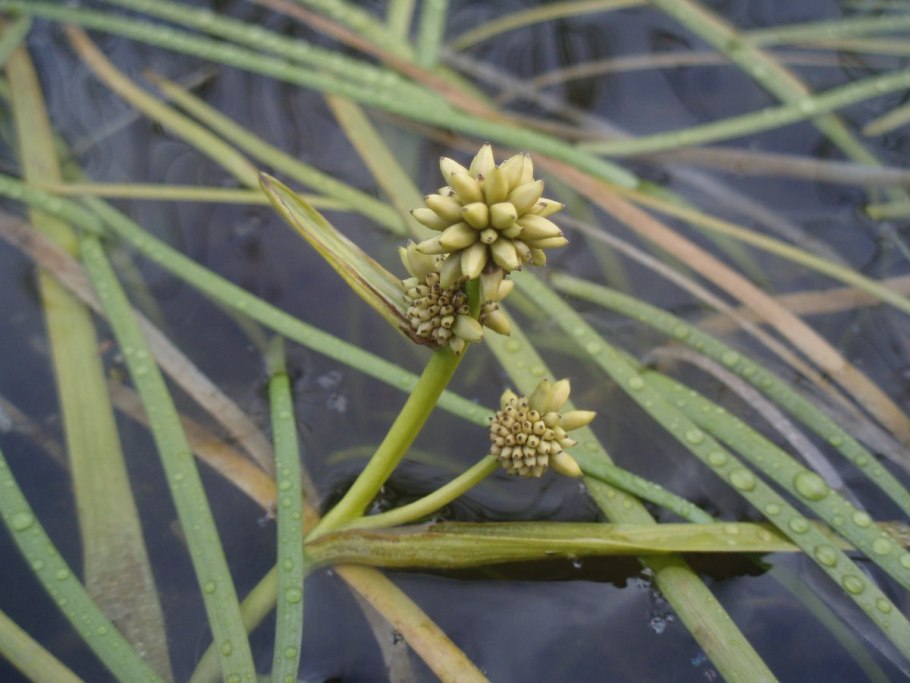 Ежеголовник в Тюмени