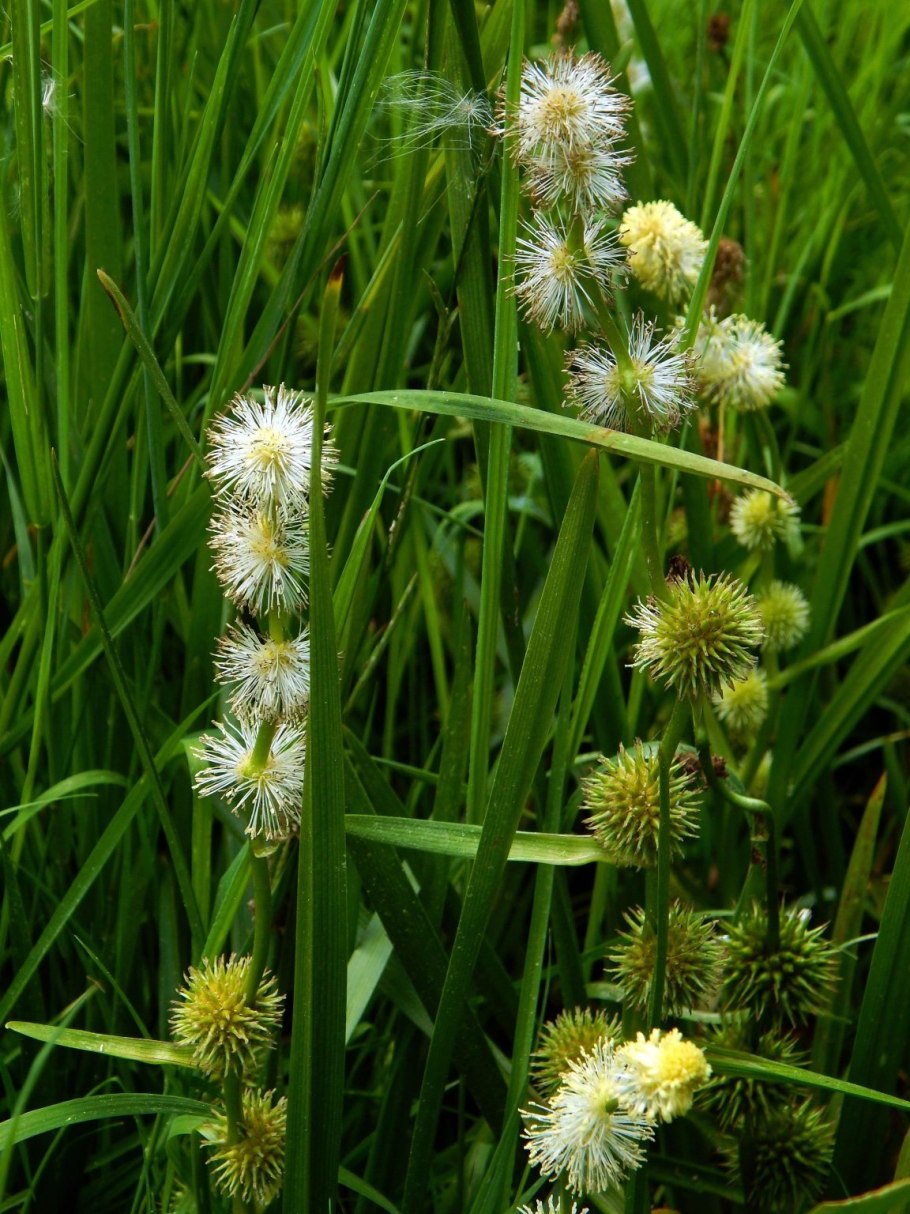 Ежеголовник злаковый