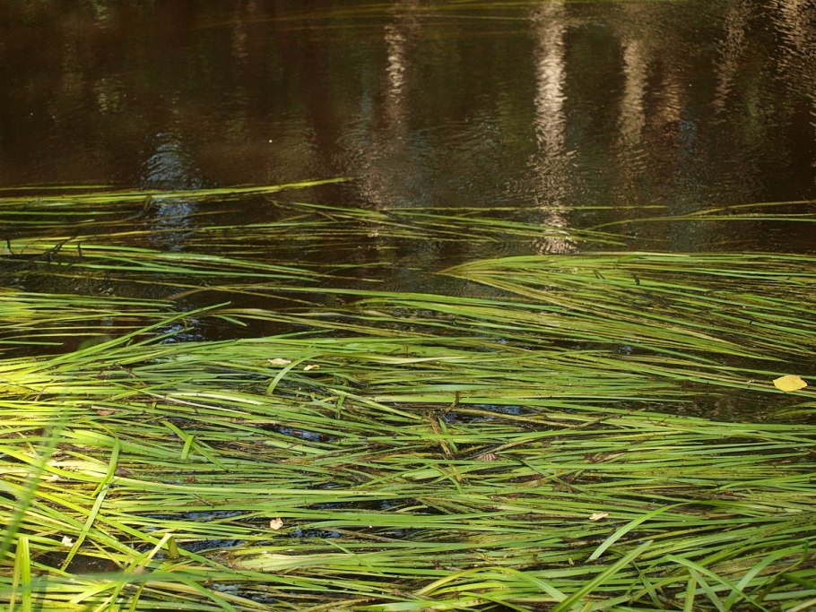 Ежеголовник злаковый